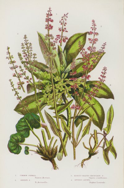 大不列颠的开花植物：普通苏铁、绵羊苏铁、肾形山苏铁、刺桂（彩色石印本） 作者 英语学校