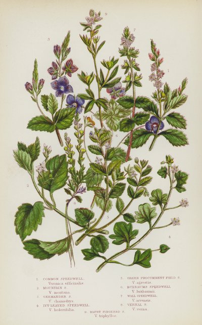 英国的开花植物：普通 Speedwell、Mountain Speedwell、Germander Speedwell、常春藤叶 Speedwell、Green Procumbent Field Speedwell、Buxbaums Speedwell、Wall Speedwell、Vernal Speedwell、Blunt Fingered Speedwell（彩色石印） 作者 英语学校