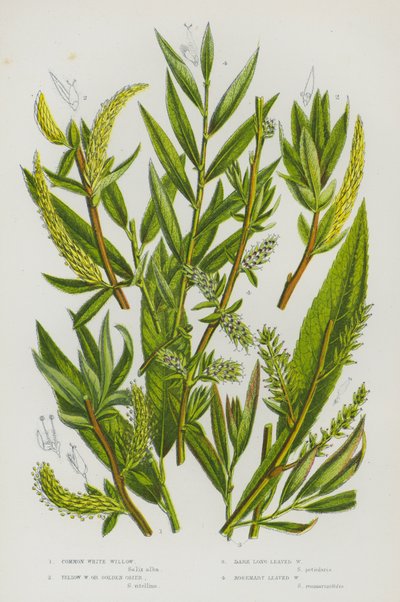 大不列颠的开花植物：普通白柳、黄柳或金色茭白、深色长叶柳、迷迭香叶柳（彩色石印本） 作者 英语学校