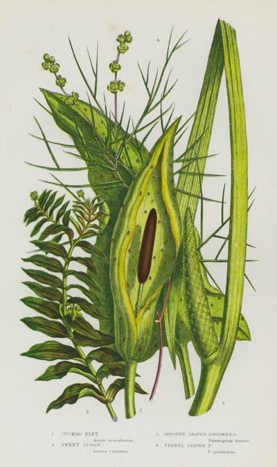 英国的开花植物：杜鹃品脱、甜莎草、异叶杂草、茴香叶杂草（彩色石版画） 作者 英语学校
