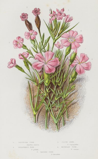 英国的开花植物：Deptford Pink、Proliferous Pink、丁香粉色、Mountain Pink、少女粉色（彩色石版画） 作者 英语学校