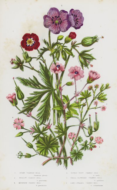 英国的开花植物：暗色鹤嘴、草甸鹤嘴、山鹤嘴、鸽脚鹤嘴、小花鹤嘴、长柄鹤嘴（彩色石版画） 作者 英语学校