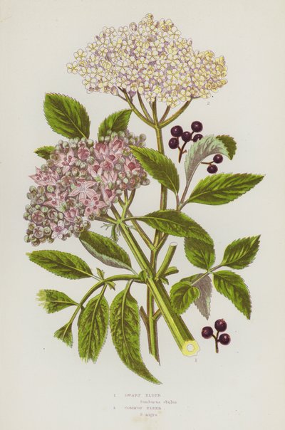 英国的开花植物：矮接骨木、普通接骨木（彩色石版画） 作者 英语学校