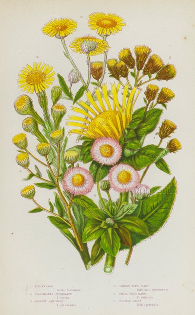 大不列颠的开花植物榄香菜、犁穗甘蓝、金莎草、普通跳蚤蕨、小跳蚤蕨、普通雏菊（彩色石印本） 作者 英语学校