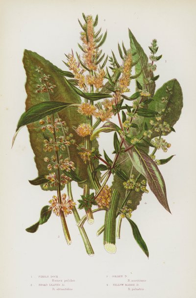Flowering Plants of Great Britain: Fiddle Dock, Broad Leaved Dock, Golden Dock, Yellow Marsh Dock (colour litho) 作者 英语学校