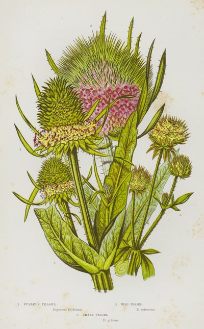 Flowering Plants of Great Britain: Fullers Teasel, Wild Teasel, Small Teasel (colour litho) 作者 英语学校
