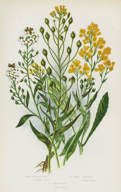大不列颠的开花植物：快乐黄金、甜香蜂草、Dyer