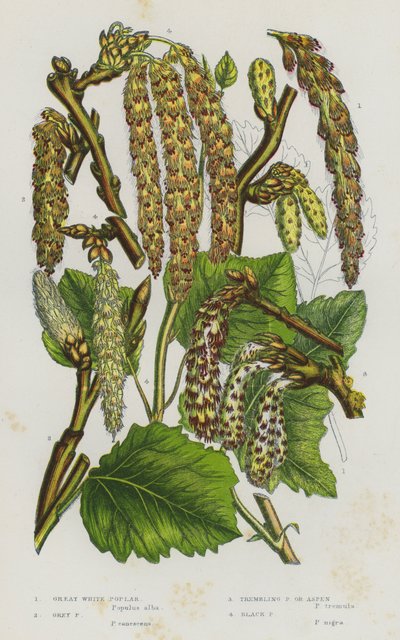 Flowering Plants of Great Britain: Great White Poplar, Grey Poplar, Trembling Poplar or Aspen, Black Poplar (colour litho) 作者 英语学校