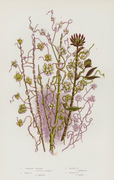 大不列颠的开花植物：大菟丝子、亚麻菟丝子、小菟丝子、苜蓿菟丝子（彩色石印本） 作者 英语学校