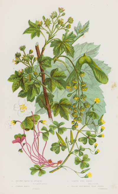 Flowering Plants of Great Britain: Greater Maple or Sycamore, Common Maple, Common Wood Sorrel, Yellow Procumbent Wood Sorrel (colour litho) 作者 英语学校