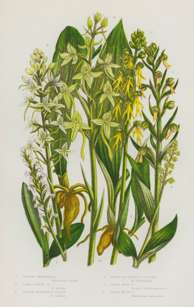 Flowering Plants of Great Britain: Green Habenaria, Small White Habenaria, Lesser Butterfly Orchis, Great Butterfly Orchis, Green Man Orchis, Green Musk Orchis (colour litho) 作者 英语学校