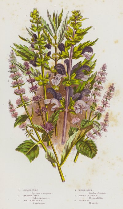 大不列颠的开花植物：茜草、草甸鼠尾草、英国野鼠尾草、马薄荷、圆叶薄荷、矛薄荷（彩色石印版） 作者 英语学校