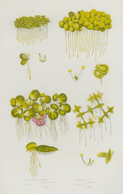 英国的开花植物：常春藤叶浮萍、小浮萍、大浮萍、凸浮萍（彩色石版画） 作者 英语学校