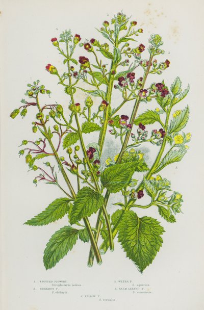 大不列颠的开花植物：打结无花果草、埃哈蒂无花果草、水无花果草、万金油叶无花果草、黄无花果草（彩色石印本） 作者 英语学校