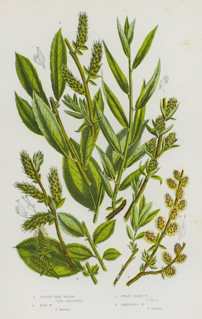 大不列颠的开花植物：小树柳、唐氏柳、矮丝柳、暧昧柳（彩色石印本） 作者 英语学校