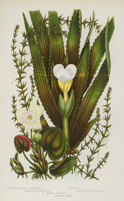 大不列颠的开花植物：长花绣线菊、蛙位、水兵（彩色石版画） 作者 英语学校