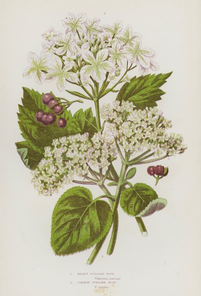 大不列颠的开花植物：蛤蚧玫瑰、普通蛤蚧玫瑰（彩色石印版） 作者 英语学校