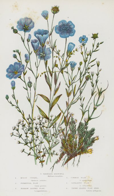 大不列颠的开花植物苔藓茜草、多年生亚麻、窄叶亚麻、普通亚麻、石竹亚麻、百里香叶亚麻籽、纤细水仙（彩色石版画） 作者 英语学校