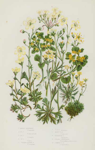 英国的开花植物：苔藓虎耳草，苔藓虎耳草，苔藓虎耳草，苔藓虎耳草，簇生高山虎耳草，簇生高山虎耳草，苔藓高山虎耳草，天竺葵虎耳草，金虎耳草，普通金虎耳草（彩色石印） 作者 英语学校