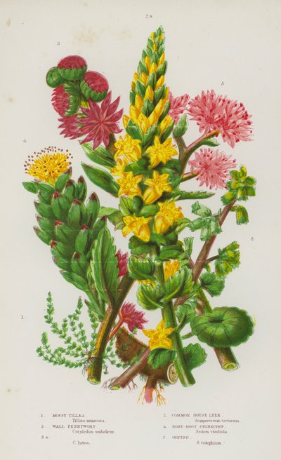 英国的开花植物：苔藓 Tillaea、Wall Pennywort、Wall Pennywort、Common House Leek、Rose-Root Stonecrop、Orpine（彩色石版画） 作者 英语学校