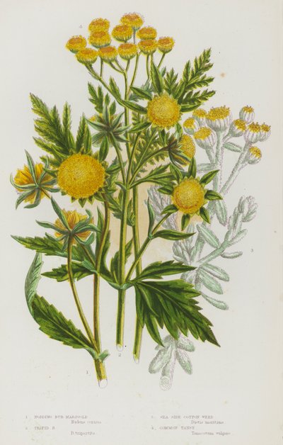 大不列颠的开花植物：点头伯万寿菊、三叶伯万寿菊、海边棉花草、普通三色堇（彩色石印本） 作者 英语学校