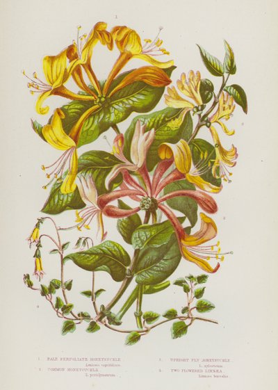 大不列颠的开花植物：淡叶金银花、普通金银花、直立蝇金银花、双花连翘（彩色石版画） 作者 英语学校