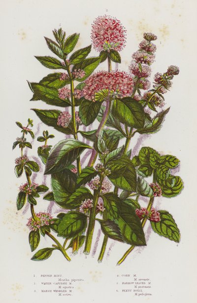 英国的开花植物：胡椒薄荷、水头薄荷、马什轮叶薄荷、玉米薄荷、窄叶薄荷、皇家便士（彩色石版画） 作者 英语学校