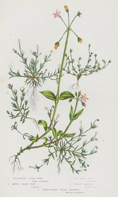 大不列颠开花植物：平地珍珠草、一年生珍珠草、海珍珠草、直立 Maenchia、伞形锯齿繁缕（彩色石版画） 作者 英语学校