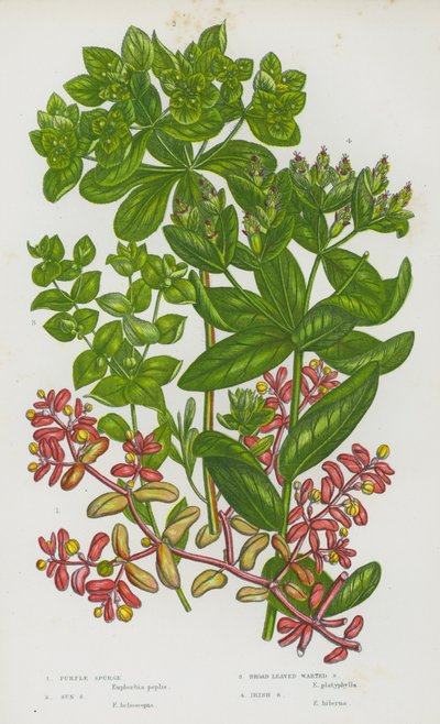 大不列颠的开花植物：紫刺玫、太阳刺玫、阔叶疣刺玫、爱尔兰刺玫（彩色石印本） 作者 英语学校