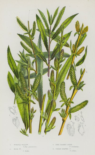 Flowering Plants of Great Britain: Purple Willow, Rose Willow, Pine Basket-Osier, Green-Leaved Osier (colour litho) 作者 英语学校