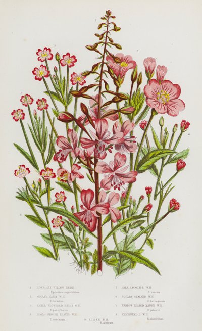 英国的开花植物：玫瑰湾柳草、大毛柳草、小花毛柳草、宽阔光滑叶柳草、淡光滑叶柳草、方茎柳草、窄叶沼泽柳草、繁缕草 作者 英语学校