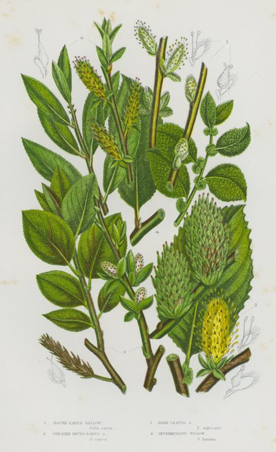 大不列颠的开花植物：圆耳锦葵、大圆耳锦葵、暗叶锦葵、中间柳（彩色石印本） 作者 英语学校