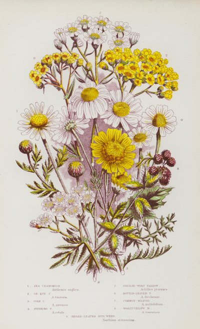 大不列颠的开花植物。海洋甘菊、牛眼洋甘菊、玉米洋甘菊、臭洋甘菊、喷嚏草、点叶洋甘菊、普通叶子植物、毛黄叶子植物、阔叶伯劳（彩色平印）。 作者 英语学校