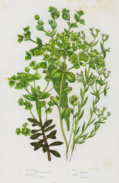大不列颠的开花植物：海刺芹、波特兰刺芹、小刺芹、矮刺芹（彩色石印本） 作者 英语学校