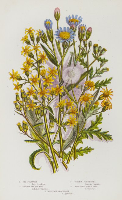 英国的开花植物：海星草、普通金棒、普通草、臭草、山草（彩色石版画） 作者 英语学校