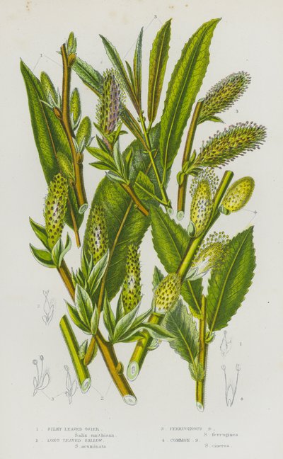大不列颠的开花植物：丝叶茭白、长叶乌桕、铁锈色乌桕、普通乌桕（彩色石印版） 作者 英语学校