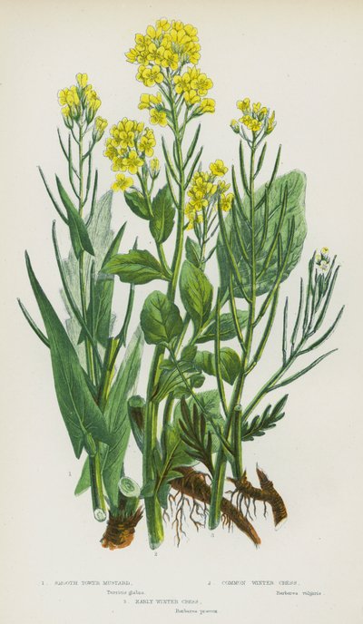 英国的开花植物：Smooth Tower Mustard、Common Winter Cress、Early Winter Cress (colourlitho) 作者 英语学校