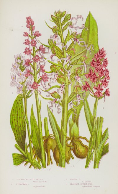 大不列颠的开花植物：斑掌兰、金字塔兰、蜥蜴兰、芳香蕙兰（彩色石印本） 作者 英语学校