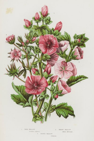 大不列颠的开花植物：树锦葵、沼泽锦葵、糙皮锦葵（彩色石印版） 作者 English School