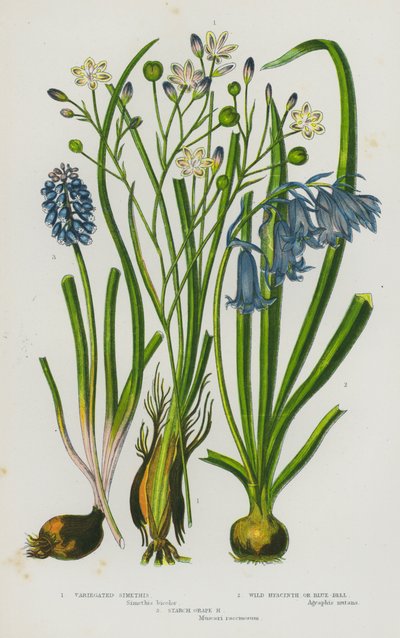 英国的开花植物：杂色西梅斯、野生风信子或蓝铃、淀粉葡萄风信子（彩色石版画） 作者 英语学校