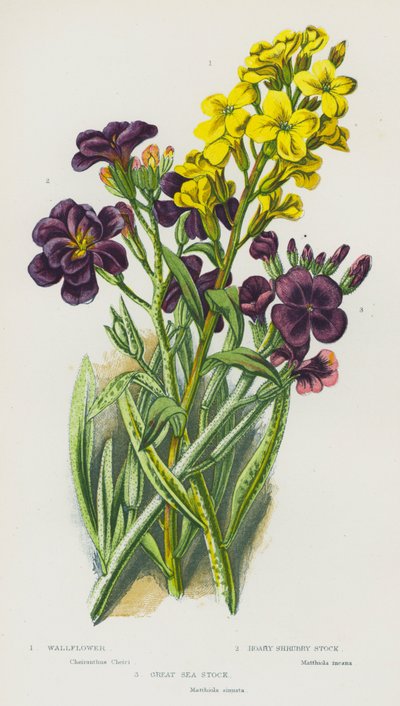 大不列颠的开花植物：壁花、胡里灌木种群、大海种群（彩色印刷版） 作者 英语学校