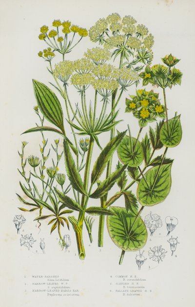 大不列颠的开花植物。水芹菜、窄叶水芹菜、窄叶兔耳草、普通兔耳草、细长兔耳草、法桐叶兔耳草（彩色平版画 作者 英语学校