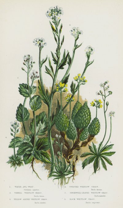 Flowering Plants of Great Britain: Water Awl-Wort, Vernal Whitlow Grass, Yellow Alpine Whitlow Grass, Twisted Whitlow Grass, Speedwell-Leaved Whitlow Grass, Rock Whitlow Grass (colour litho) 作者 英语学校