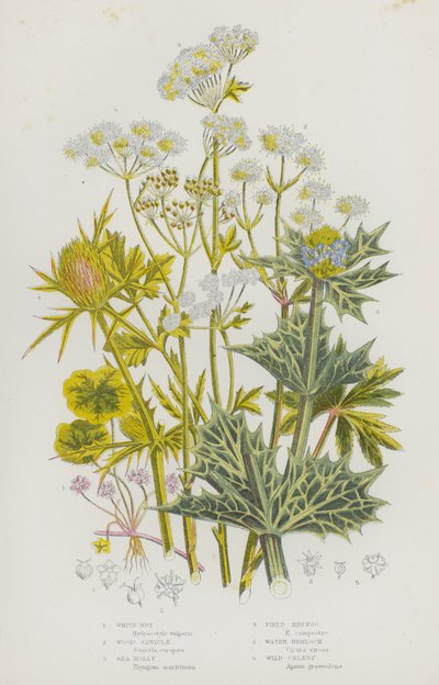 大不列颠的开花植物。白腐菌、木贼、海冬青、田螺、水蓑衣、野芹菜（彩色印刷品 作者 英语学校