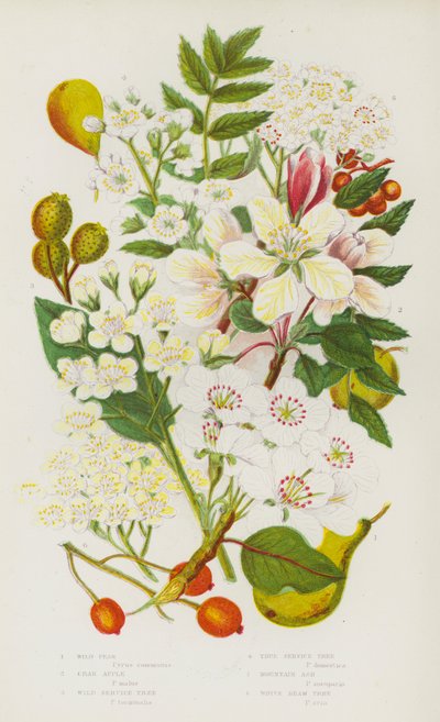 大不列颠的开花植物：野梨、蟹苹、野役树、真役树、山梣、白梁树（彩色石版印刷品） 作者 英语学校