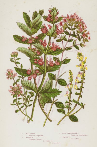 Flowering Plants of Great Britain: Wild Thyme, Majorum, Wood Germander, Water Germander, Wall Germander (colour litho) 作者 英语学校
