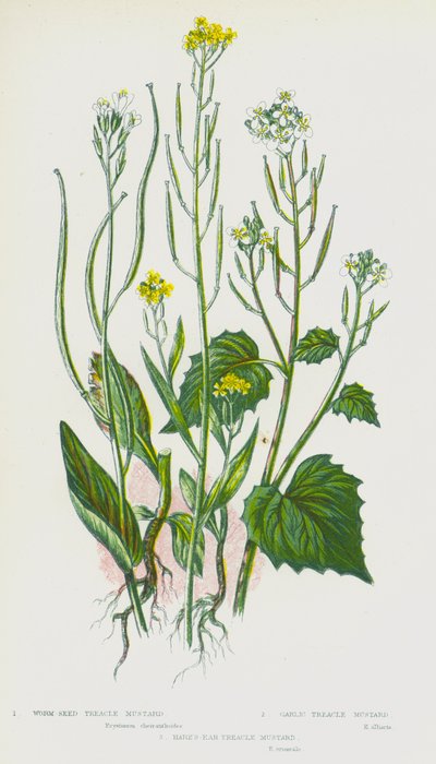 英国的开花植物：蠕虫种子糖浆芥末、大蒜糖浆芥末、野兔耳糖浆芥末（彩色石版画） 作者 英语学校