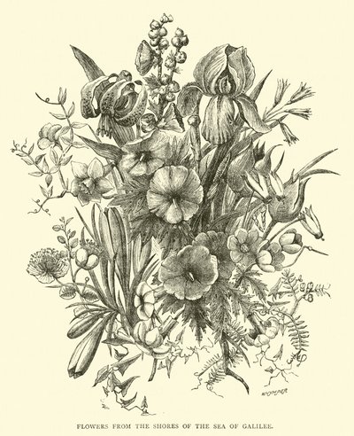 来自加利利海岸边的鲜花 作者 英语学校