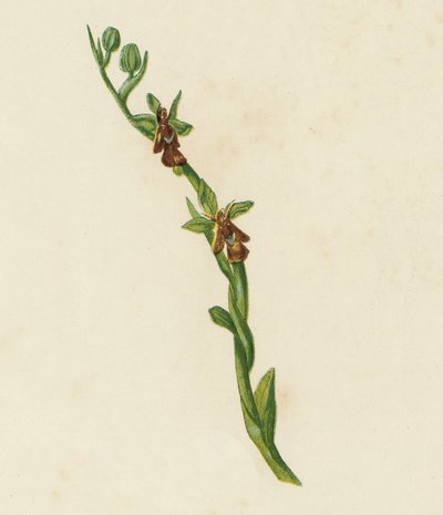 飞兰花，Ophrys Muscifera（彩色平版印刷） 作者 英语学校