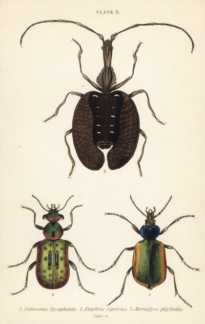 森林毛虫猎手，Calosoma sycophanta 1，地面甲虫，Elaphrus riparius 2，以及小提琴甲虫，Mormolyce phyllodes 3 作者 英语学校